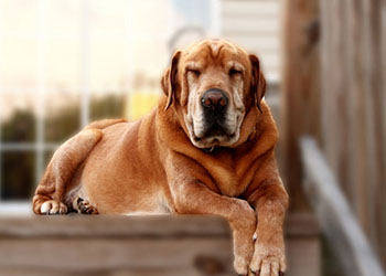 Do You Care About Your Adult Dog?